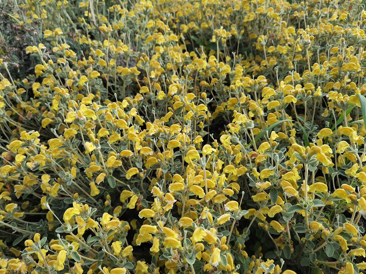 Phlomis lanata photo